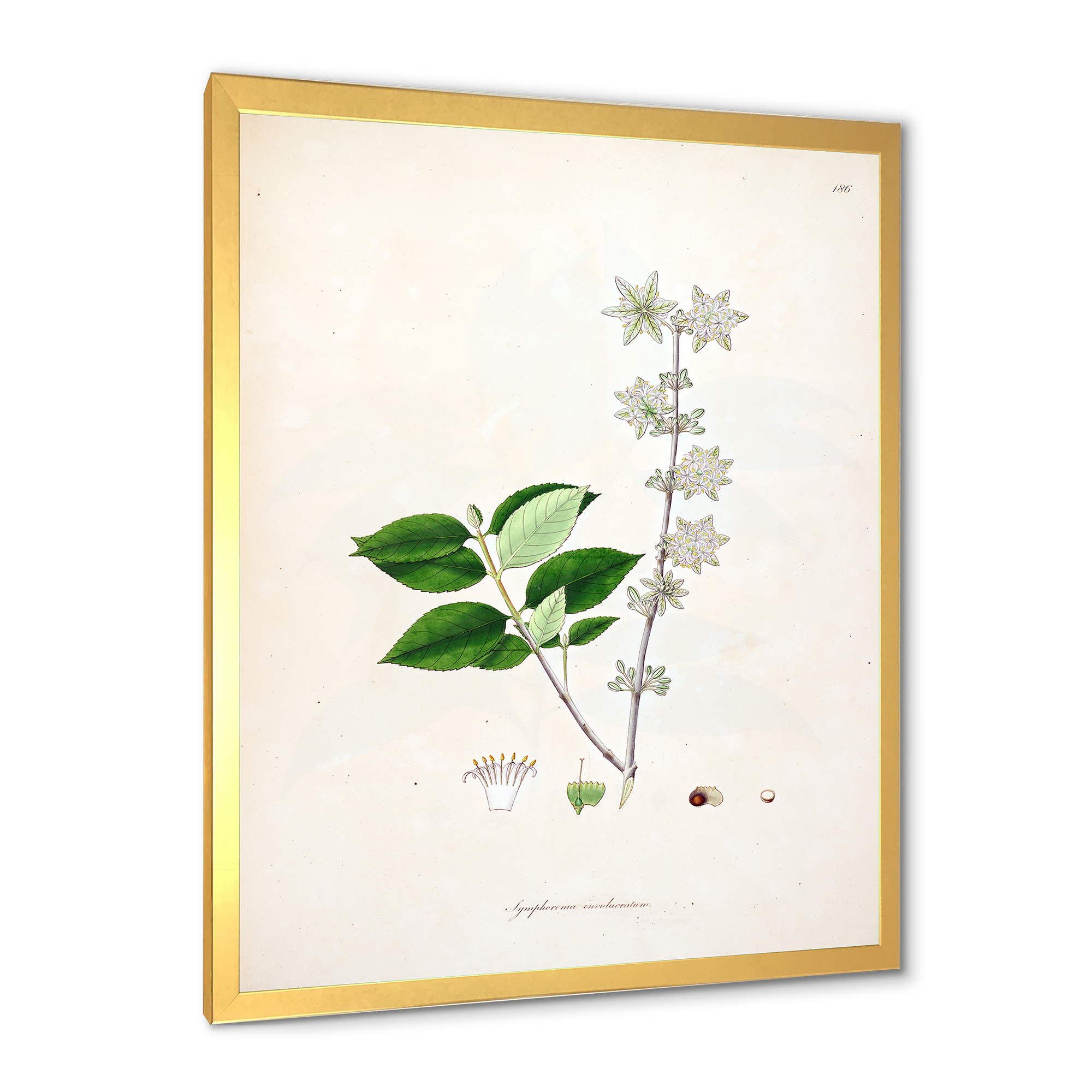 Designart 'Ancient Botanicals XV' Farmhouse Framed Art Print