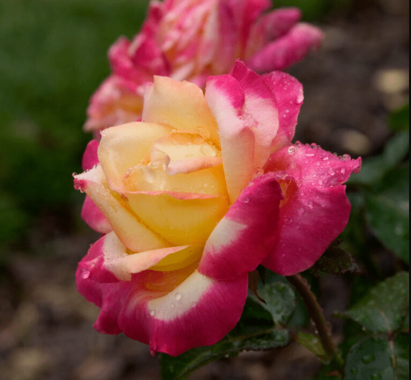 Love Peace Rose Plant Live, Fragrant Hybrid Tea Rose Flowers Well Rooted Plant for Planting Indoor Outdoor, 4 to 8 Inch Tall, Ship No Pot