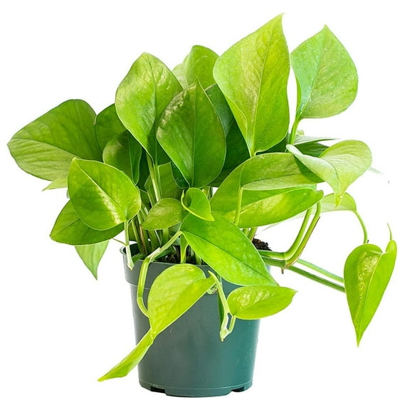Jade Pothos - Live Plant in a 6 Inch Pot - Epipremnum Aureum 'Jade' - Stunning Houseplant with Unique Foliage - The Perfect Air Purifying Houseplant Companion