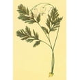 thumbnail image 2 of PI Collection 17x24 White Modern Wood Framed Museum Art Print Titled - Squirrel Corn, 2 of 4