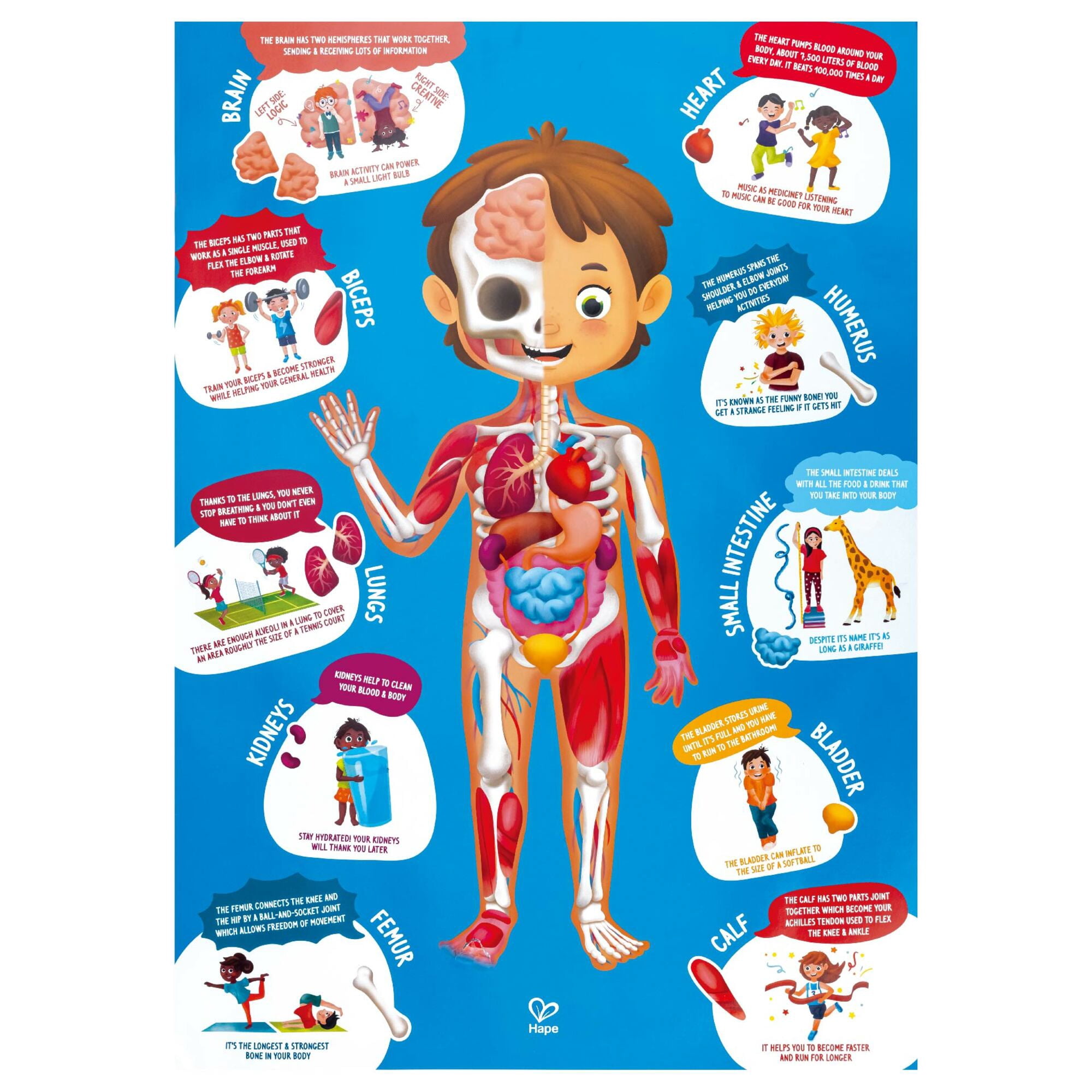 Hape Human Body Jigsaw Puzzle, 60 Oversized Pieces