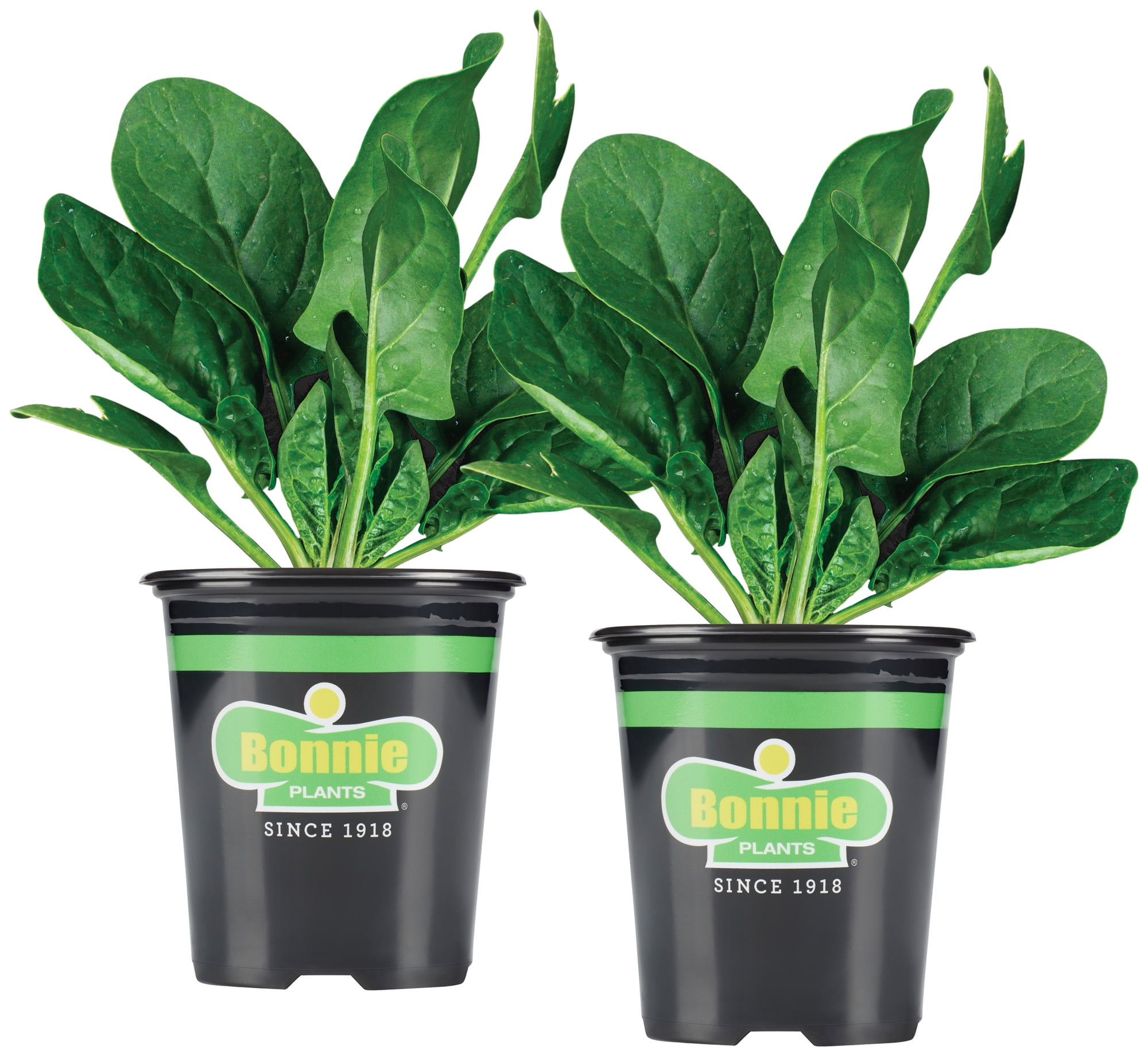Bonnie Plants Bonnie's Spinach 19.3 oz. 2pack