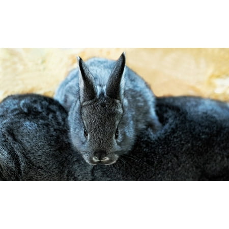Framed Art for Your Wall Child Long Eared Hare Sweet Fluffy Face 10x13 Frame