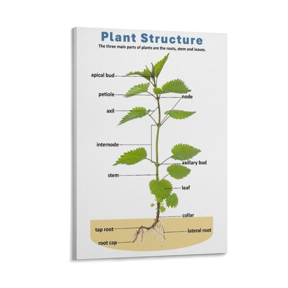 Plant Cell Respiration Poster Science Biology Knowledge Education Poster Plant Anatomy Biology Poster Educational Poster, Classroom Poster Canvas Painting Posters And Prints Wall Art poster