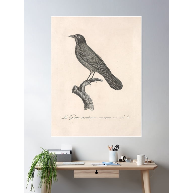 Natural History Of Vintage Birds Of North America 5 Poster Wall