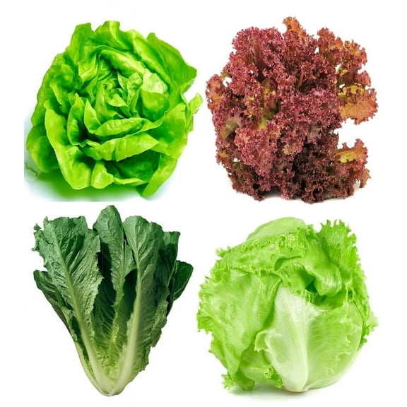 Sunutri Lettuce Seeds Variety Pack – 4 Heirloom Types: Iceberg, Buttercrunch, Romaine, Lollo Rosso – Non-GMO