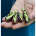 thumbnail image 2 of King TUT Pea Seeds for Planting (5 Rare Seeds) Azureus Blue Pea Vine, 2 of 3