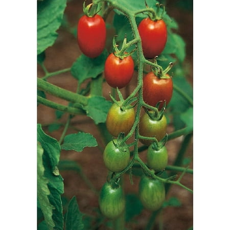 tomato marzano san roma plant grape elf lowes morse ferry plants fruited seeds cherry holiday lowe dialog displays option button