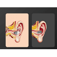 thumbnail image 4 of Tapones para los oídos de silicona con cancelación de ruido para dormir, bloqueo de sonido, reutilizables, reducción de ruido para dormir, roncar, trabajar, conciertos, estudiar y viajar 3 piezas, 4 of 5