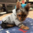 thumbnail image 4 of Sudaderas Con Capucha De Invierno Para Perros De Jecikelo..., 4 of 5