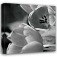 thumbnail image 1 of Erin Berzel 15x15 Gallery Wrapped Canvas Wall Art Titled - BW Tulips I, 1 of 4
