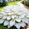 thumbnail image 6 of Rare Purplish-Black hosta Growth granules - Perennial - Suitable for Garden Decoration - 500 granules., 6 of 7