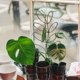 thumbnail image 1 of unbranded 2Ud Bastidor De Hierro Para Plantas Trepadoras Decorativo Y Resistente En Jardín Negro, 1 of 8