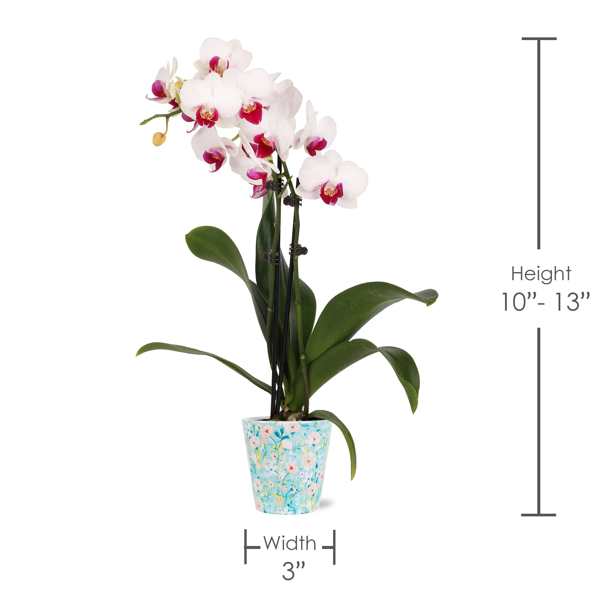 Green Circle Growers 3" Petite White Orchid in Temperence Decorative Pot, Live Mini Indoor Orchid