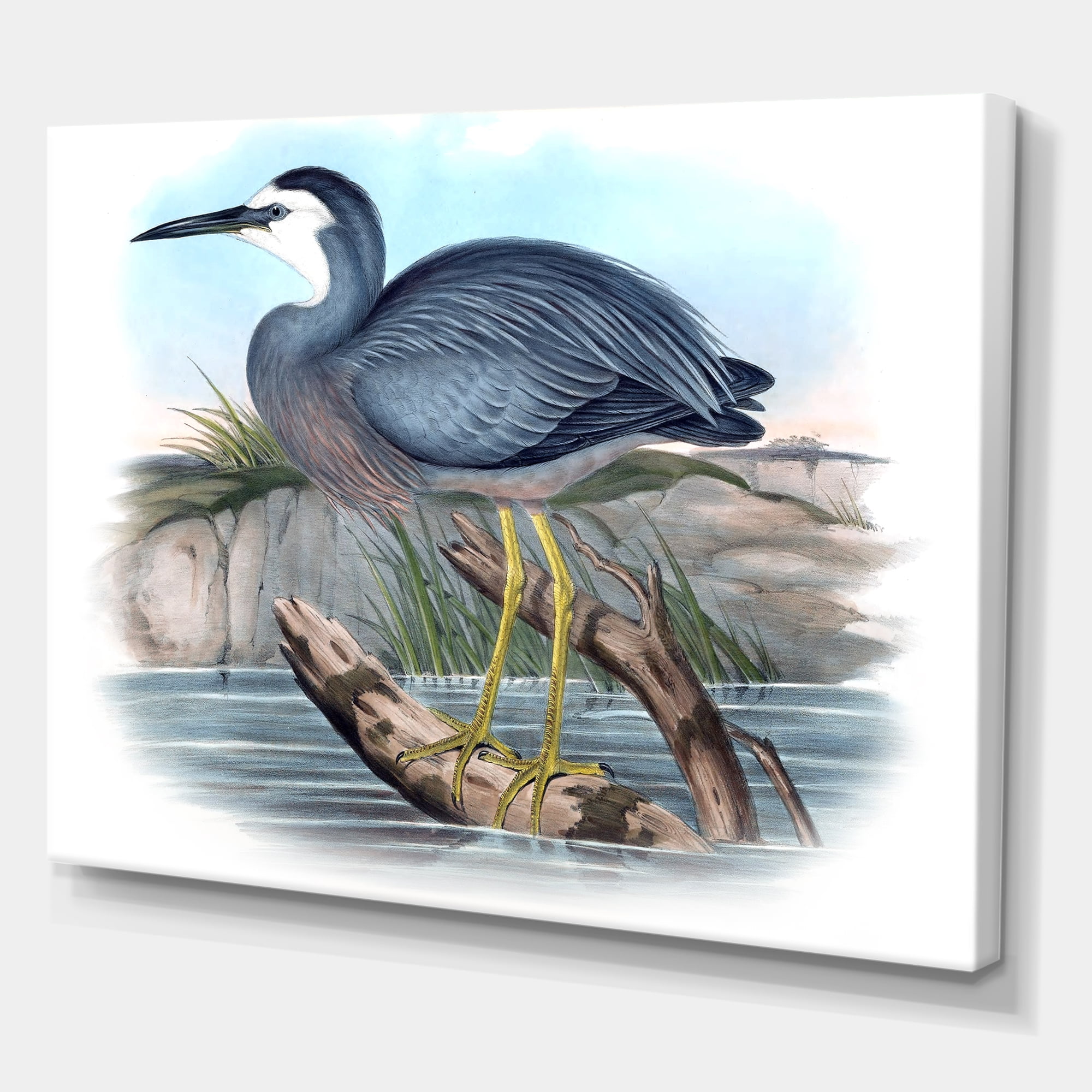 Designart ' Ancient Australian Birds II ' Traditional Canvas Wall Art Print