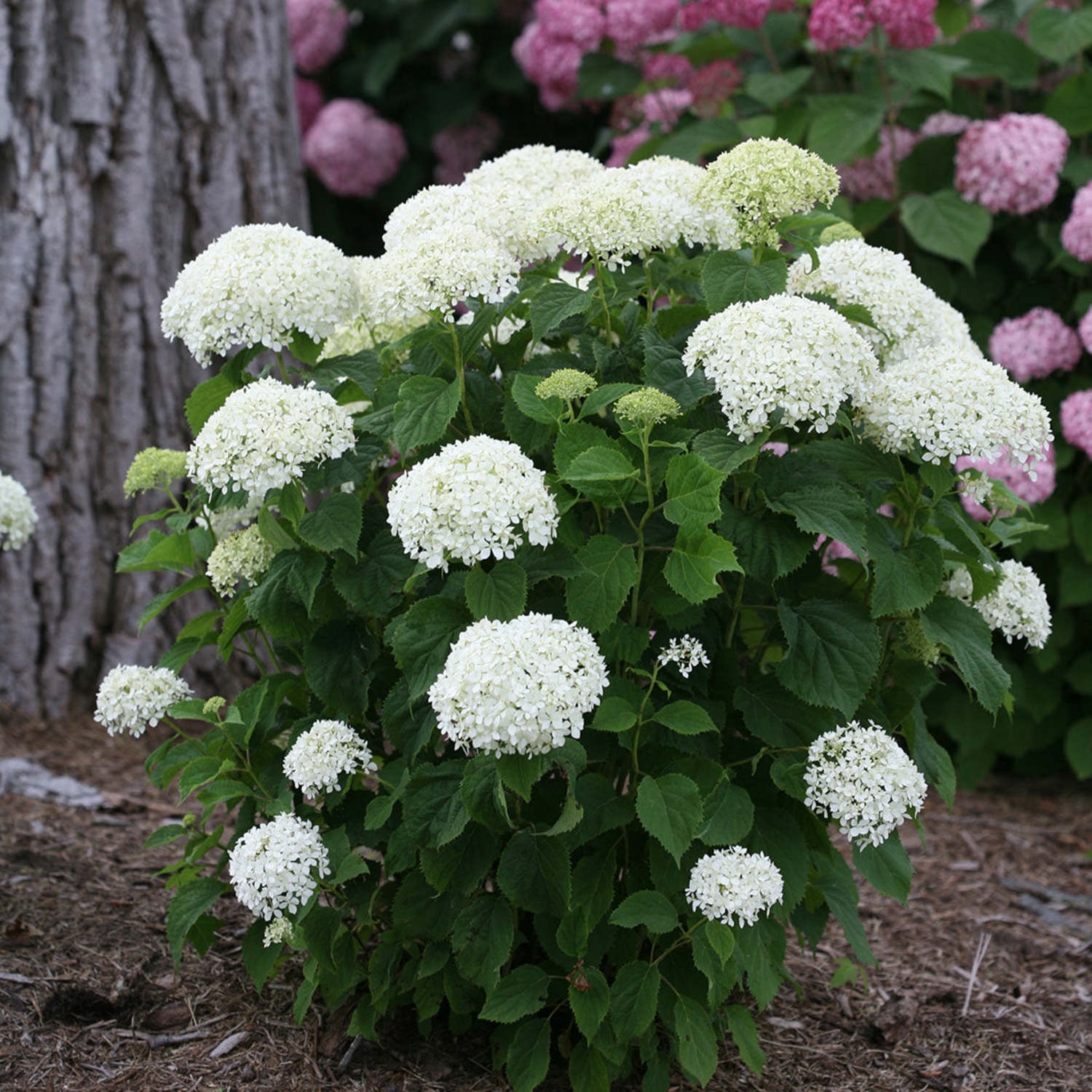 Proven Winners ColorChoice 5" Invincibelle Limetta Smooth Hydrangea Live Plant in 4.5" Pot (4 Count)