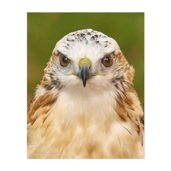 Hawk eyes - Photography Bird Wildlife Animal Nature Portrait Scenic Unframed Wall Art Print 6 x 8 inches