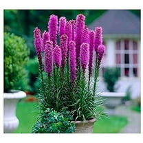 Purple Liatris Spicata - 10 Bulbs - Blazing Star - Ships from Iowa, Made in USA