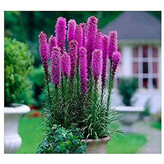 Purple Liatris Spicata - 10 Bulbs - Blazing Star - Ships from Iowa, Made in USA