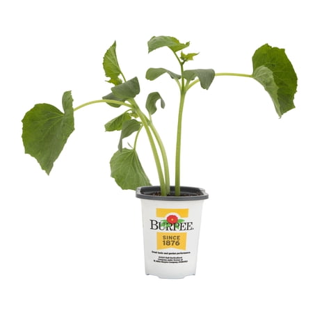 Expert Gardener 1PT Cucumber Plant, Full Sun