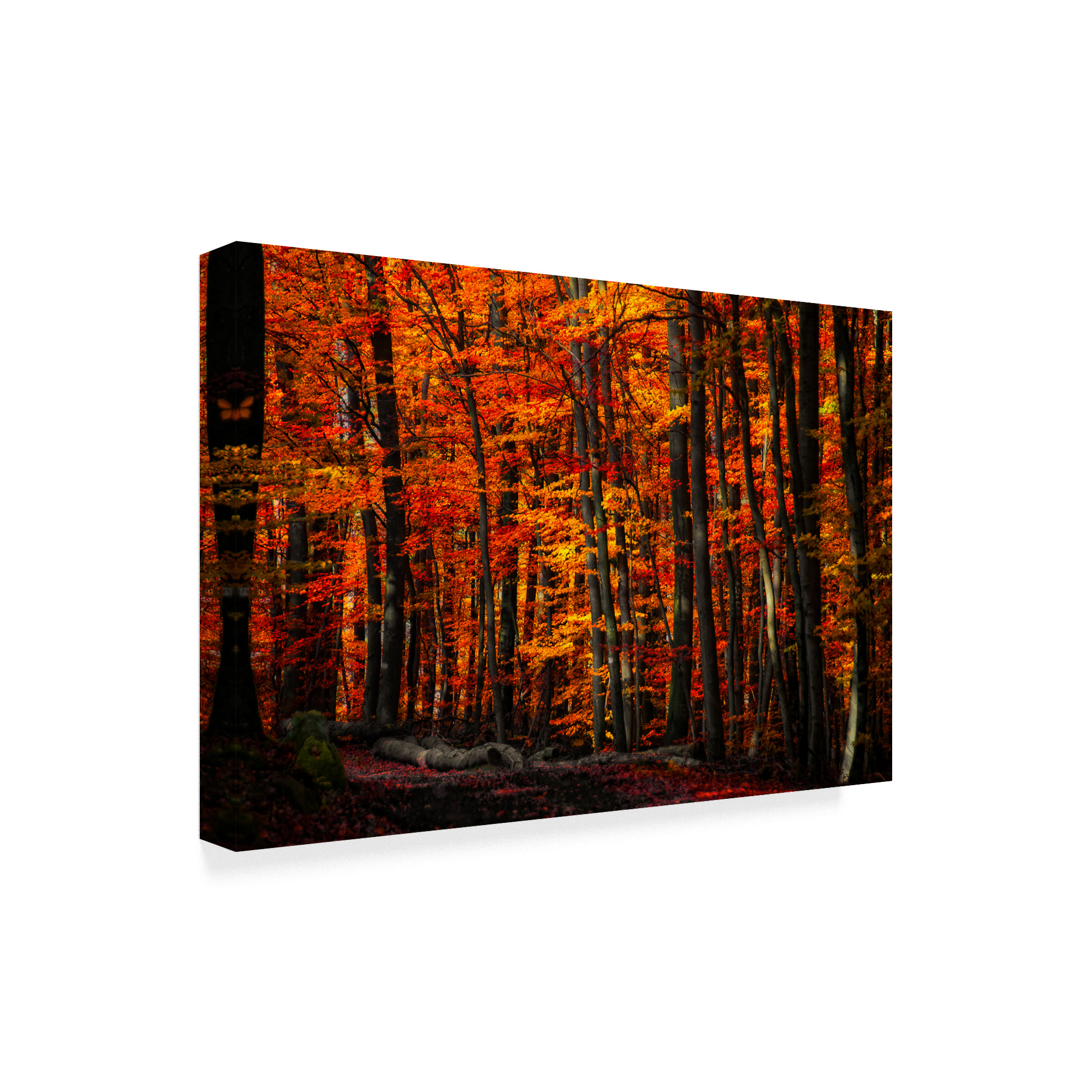 Trademark Fine Art 'Forest Density' Canvas Art by Philippe Sainte-Laudy