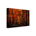 thumbnail image 2 of Trademark Fine Art 'Forest Density' Canvas Art by Philippe Sainte-Laudy, 2 of 4