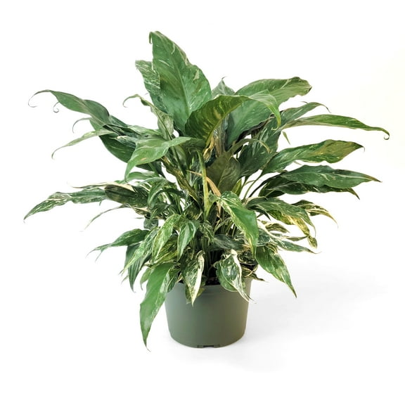 6 in. Spathiphyllum Domino Variegated Plant in Grower Container