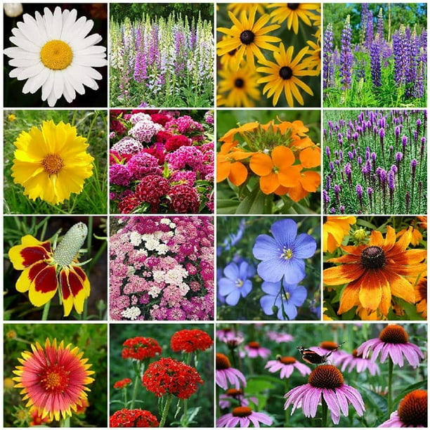 All Perennial Wildflower Seed Mix 1/4 Pound Mixed Wildflower Seeds