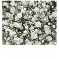 thumbnail image 1 of Paniculata Flor Natural Ramo de 25 tallos Blanco 80cm de alto, 1 of 4