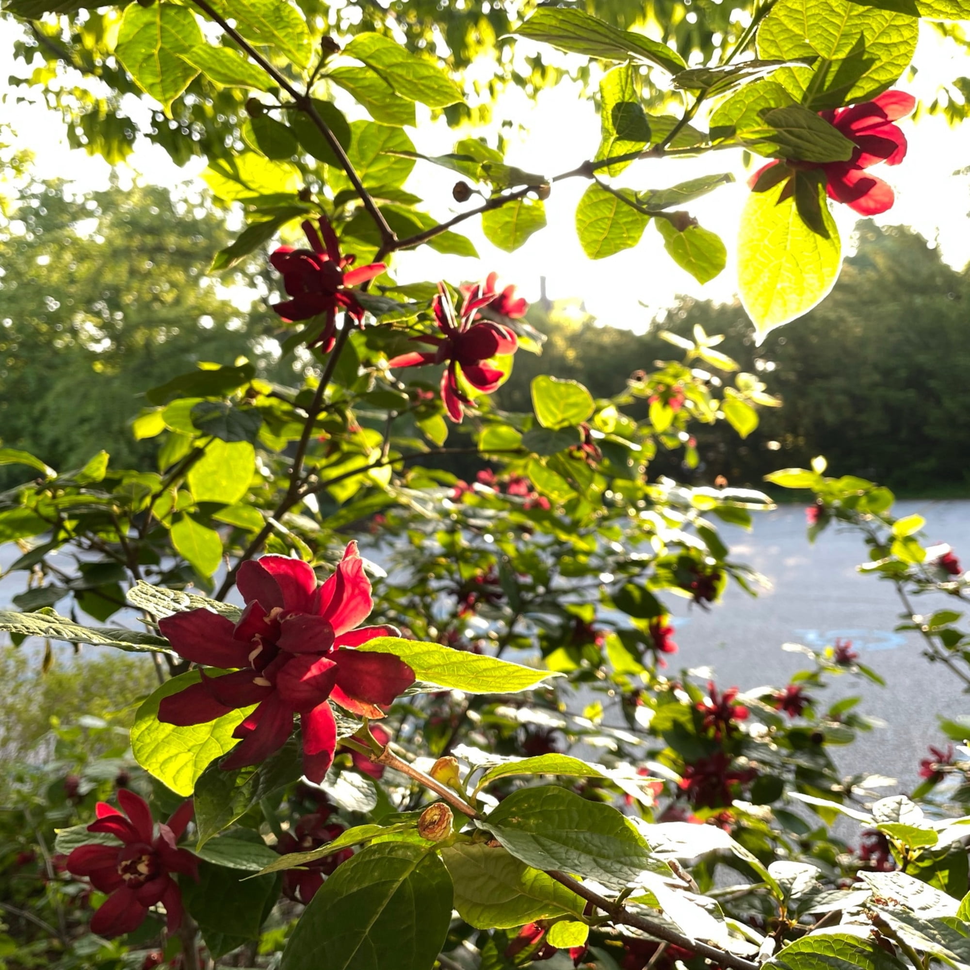 Proven Winners ColorChoice 6" Red 'Aphrodite' Sweetshrub Live Plant in 7.5" Pot
