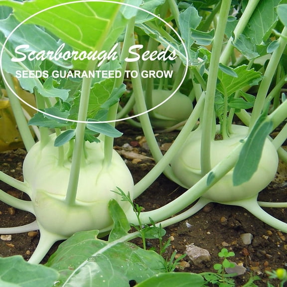 SCARBOROUGH SEEDS White Vienna Kohlrabi Seeds - 500 SEEDS NON-GMO | USA