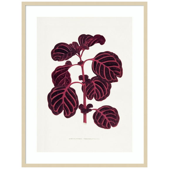 Amanti Art Pink Achyranthes Leaf Illustration Wood Framed Wall Art Print