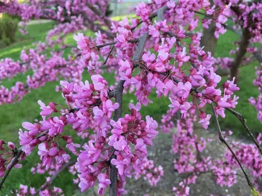 CZ Grain Eastern Redbud Seedlings Live Plants (2 Count)