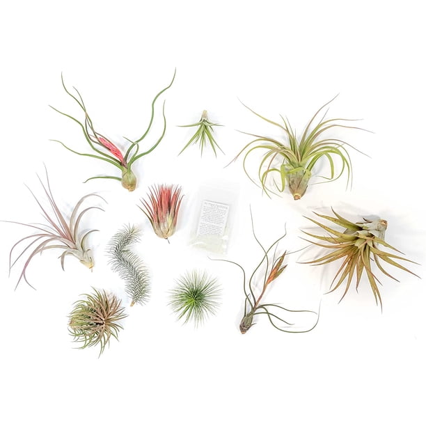 Air Plant Shop Premium Variety Pack with Fertilizer Packet Wholesale