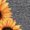 Dark Gray, variant on UNISHE Womens Yellow Leopard Butterfly Sunflower Print V Neck Short Sleeve T-Shirt Wild Floral Casual S-5XL Tops