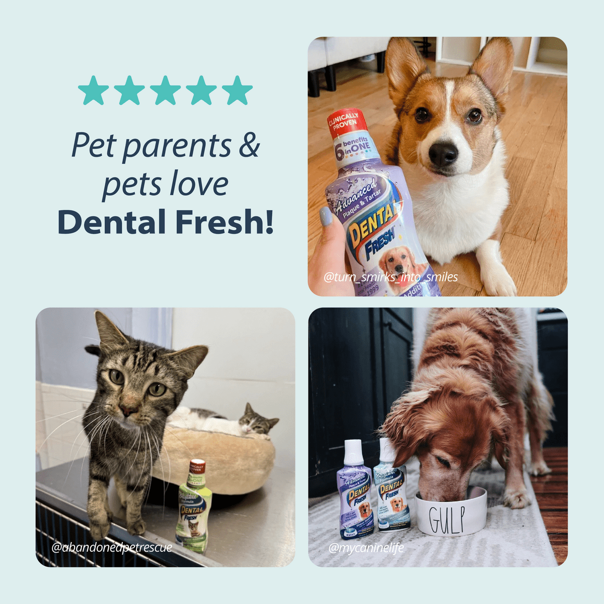 (3 pack) Dental Fresh Water Additive for Dogs & Cats, Original Formula, 17oz