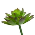 thumbnail image 3 of Mainstays Artificial Succulent Pick 3.5 inch x 5.5 inch Green Echeveria, 3 of 5