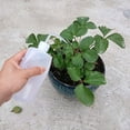 thumbnail image 5 of ifundom 2Pcs Transparent Plastic Hair Coloring Bottles with Squeeze Applicator, 5 of 7