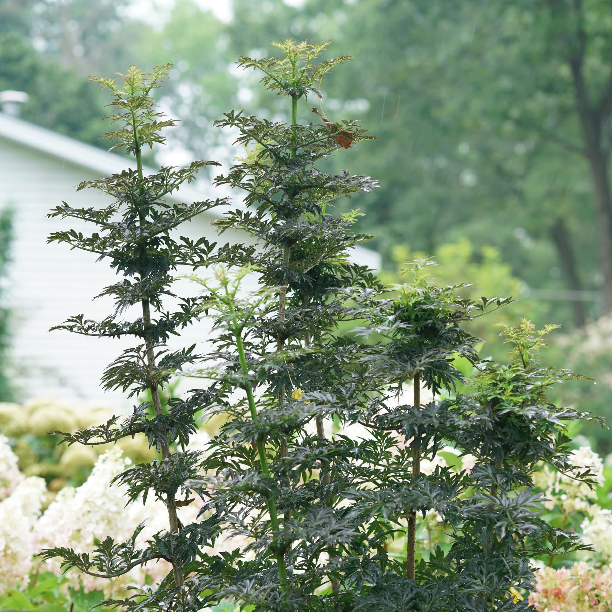 Proven Winners ColorChoice 5" Black Laced Up Elderberry Live Plant in 4.5" Pot (4 Count)
