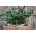 thumbnail image 6 of Rabbit's Foot Fern-Assorted-Adaptable Houseplant  6" Pot, 6 of 20