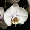 thumbnail image 2 of Poinski, Dianne 12x12 White Modern Wood Framed Museum Art Print Titled - Delicate White Orchids 1, 2 of 4