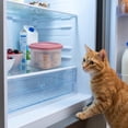 thumbnail image 5 of Silicone Pet Food Storage Container Leakproof Lid Microwave Freezer Safe for Wet Dry Dog Cat Food Treats Travel Meal Prep, 5 of 7