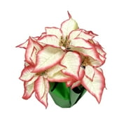 Holiday Time Green Poinsettia Pot