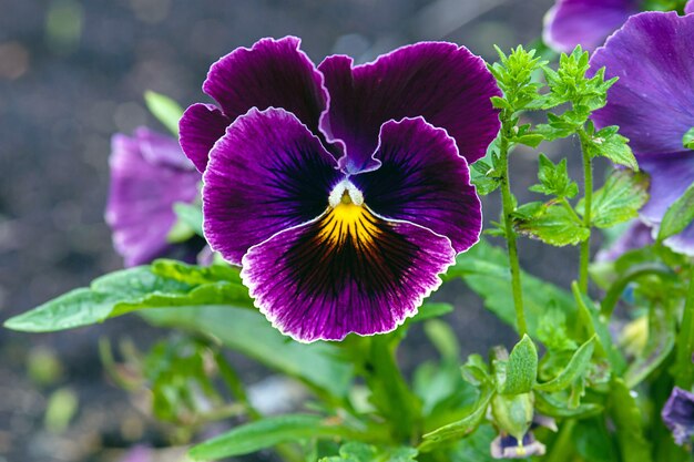 25 Purple Violet Pansy Viola Seeds - Cold and Draft - Open and Self-Pollinating - for Late Summer or Spring Planting