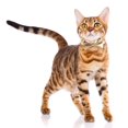 thumbnail image 3 of Visland Collier pour Chat Ajustable en Similicuir avec Nœud Papillon, Collier pour Chaton et Chiot pour Remise des Diplômes, Mariage, Anniversaire, Fête, avec Clochette en Cuivre, 3 of 8