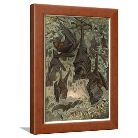 Egyptian Fruit Bat By Alfred Edmund Brehm Framed Print Wall Art Egyptian Fruit Bat By Alfred Edmund Brehm Framed Print Wall Art Stefano Bianchetti