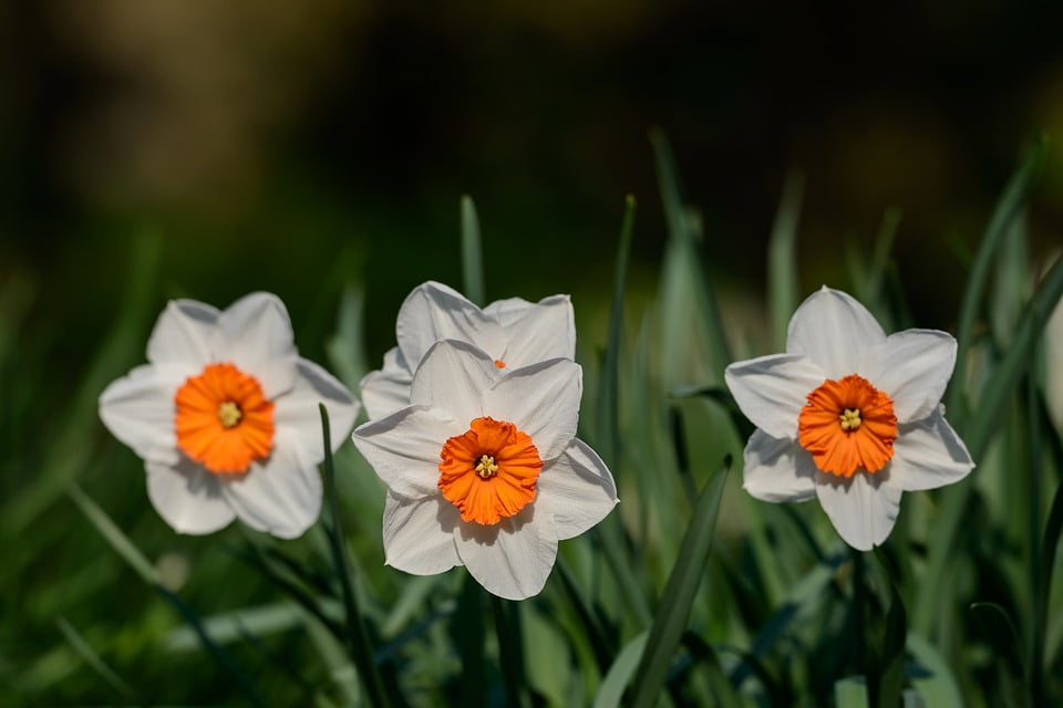 Spring Narcissus Flowers Flower Daffodils Daffodil20 Inch By 30 Inch