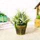 thumbnail image 4 of Gwong Decoración hogareña 1pc Artificial Grass Plant Greenery Bonsai Home Office Garden Muebles Decoración Gwong 21031701, 4 of 7