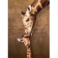 thumbnail image 2 of Puzzle EuroGraphics Jiraffe Mother's Kiss, 500 piezas, 2 of 3