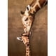 thumbnail image 2 of Puzzle EuroGraphics Jiraffe Mother's Kiss, 500 piezas, 2 of 3